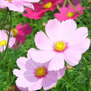 코스모스씨앗 야생화씨앗 핑크색 1L 380g 혼합 정원 혼색 키작은 혼합꽃종자