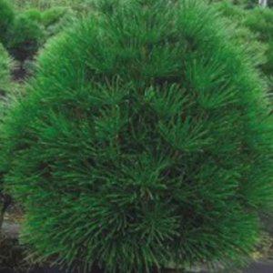 금송나무 종자 금송 씨앗 판매 낙우송과 상록침엽교목 식물 정원수 묘목