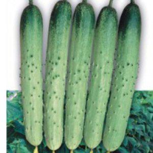 반백오이 가시 채소 텃밭모종 쌈채소모종 씨앗 종자