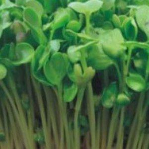 새싹전용 새싹 무순 야채 씨앗 키우기 300g