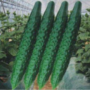 삼척가시오이씨 삼척오이씨앗 고추모종 딸기모종