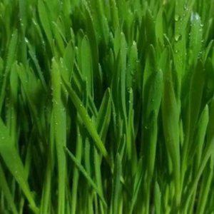 새싹전용 새싹 보리 야채 채소 종자 씨앗 키우기 300g