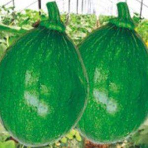 풋호박씨 식용 야채 종묘사 가정원예 가든 작물 모종 묘목 꽃씨몰