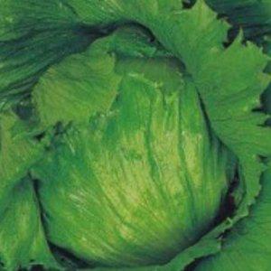 양상추 상추 모종 파종 종자판매 식물키우기 씨앗모 40g 채소 쌈채소모종