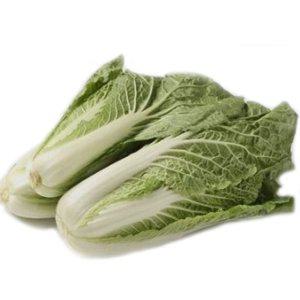 얼갈이채소씨앗 채소종자 가을 종묘사 야채품종 키우기 상추모종 꽃모종