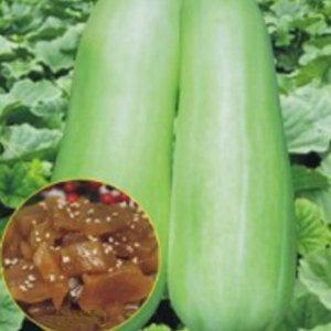 참외씨 오이 울외 텃밭 고전백과 과일씨앗 200립