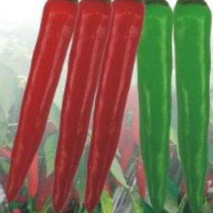 고추 칼탄 풋고추 건강한