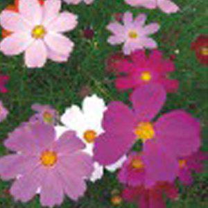 왜성코스모스 야생화씨앗 코스모스씨앗 꽃씨몰 다년생 키작은