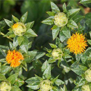 천일홍 씨앗 야생화꽃씨 종자판매 라벤더 허브꽃 정원꾸미기