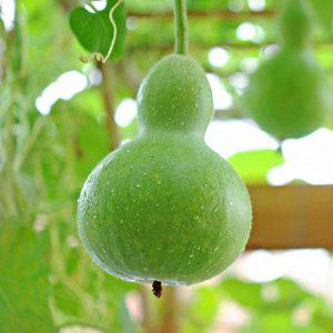 미니 공예 청자박 새싹키우기 조롱박 표주박 바가지 정원 채소 모종