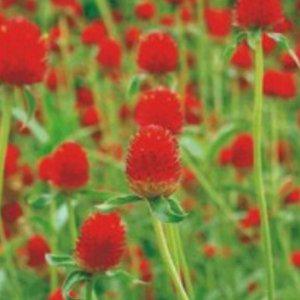 천일홍 야생화 씨앗판매 야생꽃씨 판매 꽃씨앗 정원장미