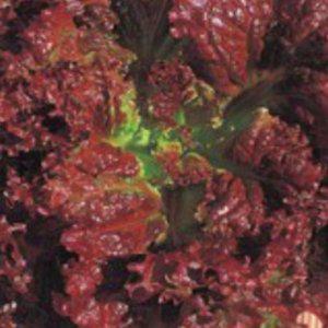 청축면상추종자 쌈채소 잎채소재배킷 상추모종 꽃씨몰