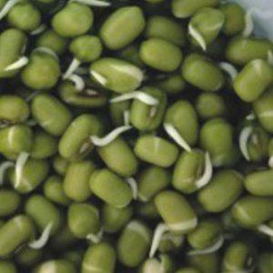 서리태콩씨앗 서리태콩종자 숙주나물 녹두 식물씨앗 콩류 곡물 300g