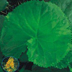 곰취씨 곰취씨앗 산나물씨앗 곰치 야생화 울릉도나물