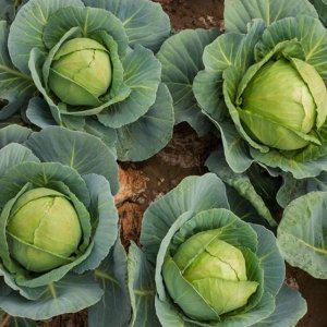 양배추씨 종묘사 판매 채소씨앗 고깔 키우기 씨앗판매 텃밭모종