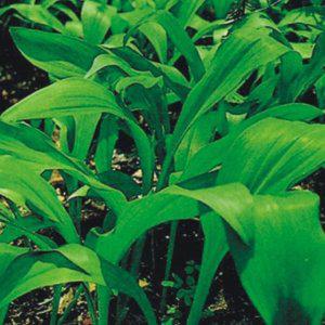 명이나물 종묘 산마늘씨 산마늘종자 모종 채소 씨앗판매 명이나물재배 쌈채소모종