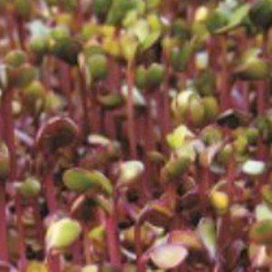 적콜라비 새싹 채소키우기 종자판매 300g 홈가드닝 텃밭모종 쌈채소모종