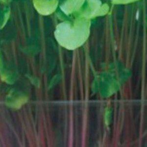 새싹채소씨앗 새싹메밀 메밀씨앗키우기 종자판매 600g