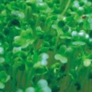 새싹브로콜리씨앗 300g 종묘사 판매 종자판매 전용 직접키우기 채소씨 홈가드닝