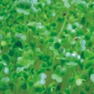 새싹 비타민채 씨앗 야채종자 채소씨 씨앗판매 전용 브로콜리 300g 완두콩모종