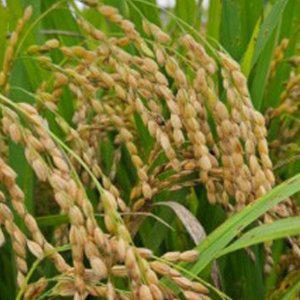 벼 씨앗 재래종종자 600g 모종 묘목 꽃씨앗 생강종자 텃밭모종 씨생강