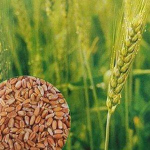 밀 씨앗 가정원예 곡물 벼과 곡물 종자 600g 모종 꽃씨앗