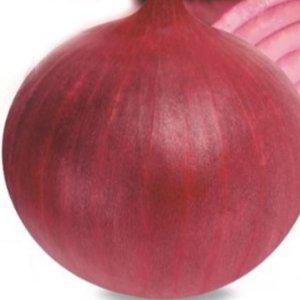 적색양파 종자판매 수입양파 야채심기 키우기 가드닝 씨앗판매 2.5g