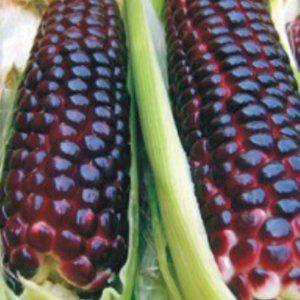 흑찰옥수수 식물종자 옥수수열매 강원도찰 씨앗 20g 모종