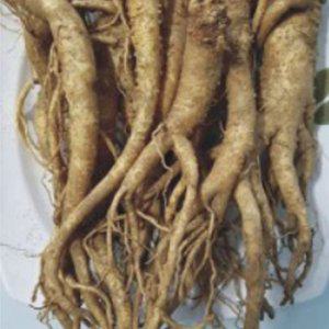 도라지품종 국산도라지씨 판매 식물씨앗 씨앗판매 더덕모종 명이나물재배 땅두릅종근