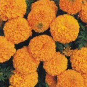 마리골드 야생화씨앗 정원꾸미기 종묘사 씨앗팜 금계국 메리골드모종 다년생꽃