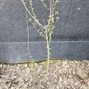 왕보리수 나무 3년생 결실주 1주