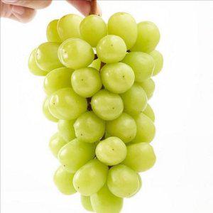 고당도 샤인머스켓 프리미엄 샤인머스캣 중대형 청포도 2kg 선물 과일