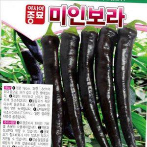 미인 가지 고추 씨앗 보라 가지 고추 종자 텃밭 재배