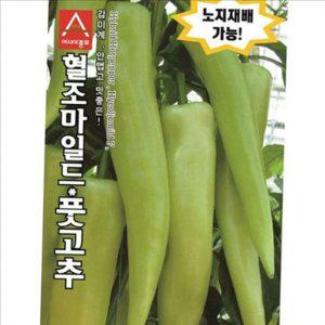 베란다 고추 씨앗 10 립 혈조 마일드 고추 씨앗 농업용
