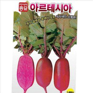원통형 샐러드 무 씨앗 텃밭무 소형무 무종자 가정용 가을 수확