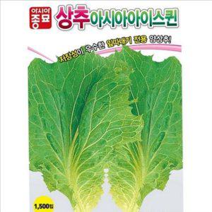 재배용 아이스 퀸 상추 씨앗 립상추 아이스 퀸 양상추 씨앗