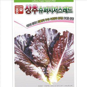 재배용 로메인 상추 씨앗 텃밭 슈퍼 시저스 레드 씨앗 가정용