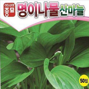 재배용 산마늘 씨앗 아시아종묘 명이나물 씨앗 산채 약초 종자
