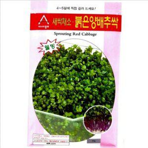 수경재배 새싹 채소 씨앗 텃밭용 적양배추 씨앗 샐러드 30g 재배