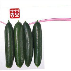 재배용 오이 씨앗 아시아 오이 종자 농사용 농업용 텃밭 파종