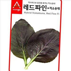 수경재배 레드파인 씨앗 새싹 적자색 청경채 텃밭 재배 여름