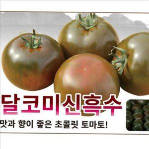 가정용 달코미 신흑 수 재배용 토마토 종자 재배 씨앗 텃밭