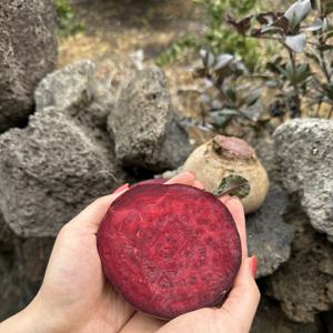 제주 지장샘농장 레드비트 특품 못난이 2.5kg 4.5kg 9kg