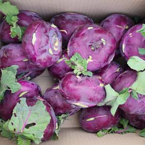 제주직송 지장샘농장 콜라비 3kg, 5kg, 10kg