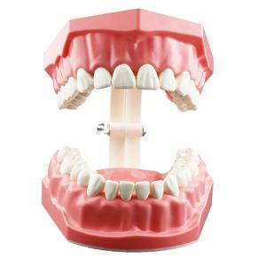 치과 모형 구강 관리 교육 시연 모형 양치질 치실질 연습 치아 모형 어린이 교육용