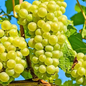 고당도 씨없는 애플청포도 500g~ 아삭한 식감 단단한 과육 상쾌하고 청사과의 달콤한 맛이 입안 가득!