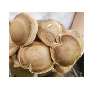 [푸디앤] 국내산 생 표고버섯 2-4kg / 당일수확,농장직송 ,맛과 향이 우수,버섯중 으뜸