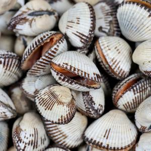 당일조업 벌교 새꼬막 중사이즈 1kg 외 중량별, 크기별 선택