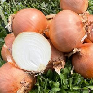 수입양파 10kg 15kg 대용량 업소용