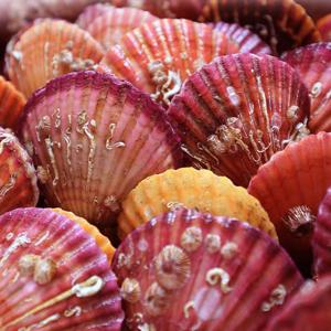 통영 홍가리비 1kg 15미내외